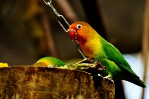 harga burung lovebird hijau