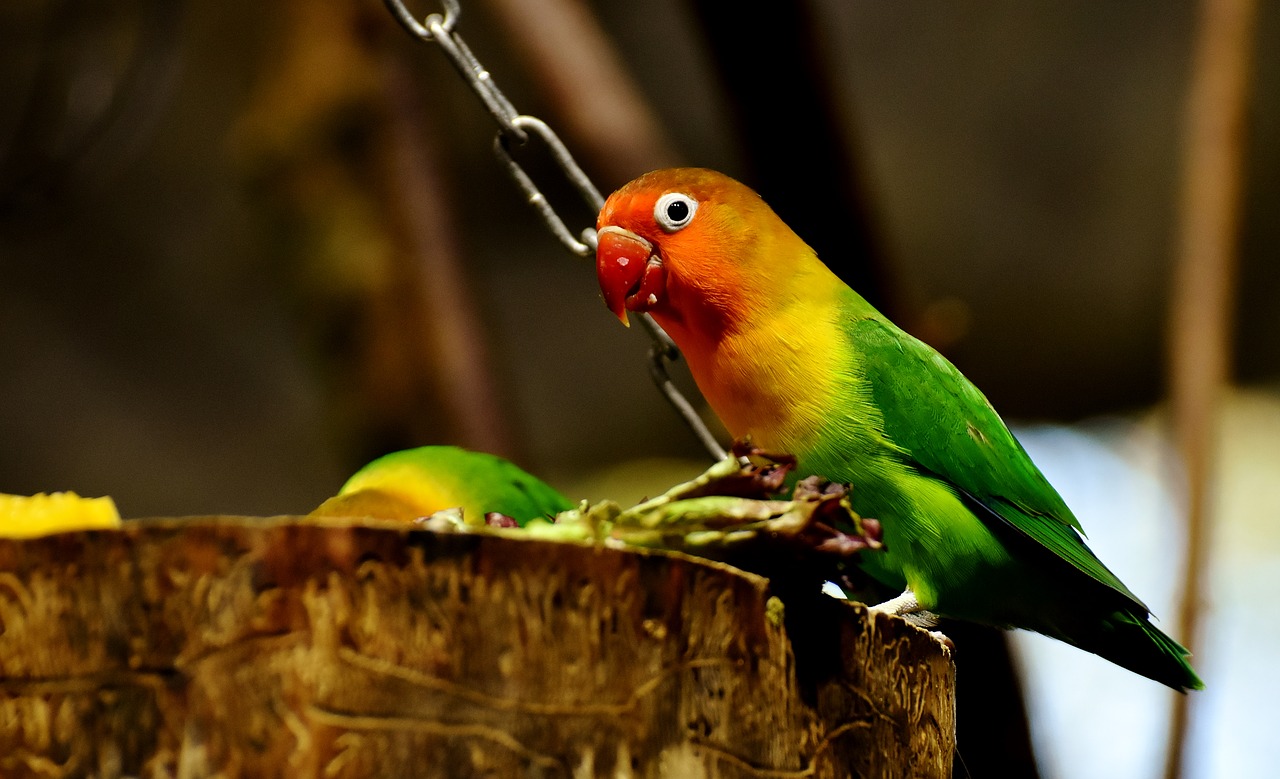 harga burung lovebird hijau