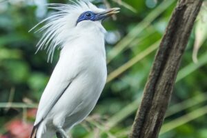 Burung Jalak Bali