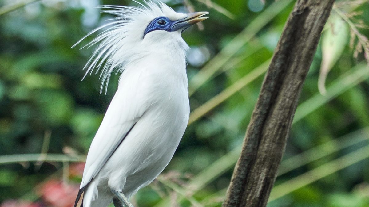 Burung Jalak Bali