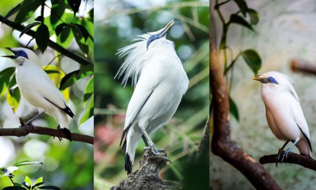 Ciri ciri burung jalak bali